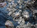 Barnacles and limpets in the intertidal zone near Newquay, Cornwall.