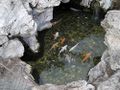 A koi pond is a signature Chinese scenery depicted in countless works of art.