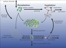 Marine carbon cycle.jpg