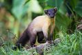 Martes flavigula, yellow-throated marten, تايلند