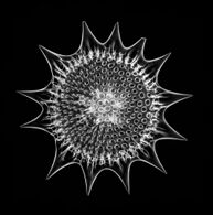 An elaborate mineral skeleton of a radiolarian made of silica.