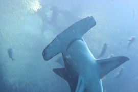 The great hammerhead uses its hammer both to locate electrical signatures of stingrays buried in the sand and to pin them down.