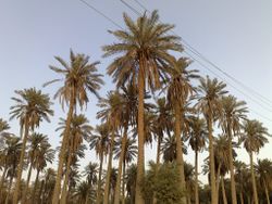 Alhasa.palms.jpg