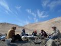 فريق جامعة المنصورة أثناء عمليات الحفر لاكتشاف منصوراصورس