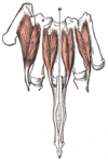 Thenar (left) and dorsal interossei (left) muscles