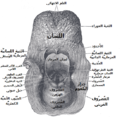 مدخل الحنجرة كما يبدو من الخلف.