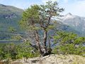 Pine growing on very shallow soil inside the Arctic Circle in Norway.