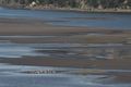 Gulls feeding on mudflats in Skagit Bay, Washington.