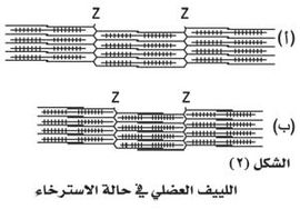 الليف العضلي في حالة الاسترخاء.jpg