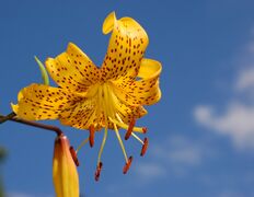 Citronella flower's symmetry may have been subject to sexual selection by its pollinators.