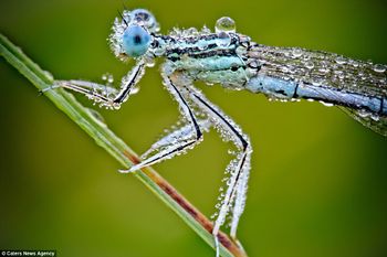 Thousands of tiny drops cover this dragonfly's body as the dew takes hold.