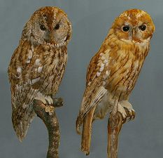 The tawny owl. The color tawny takes its name from the old French word tané, which means to tan leather. The same word is the root of suntan and the color tan.