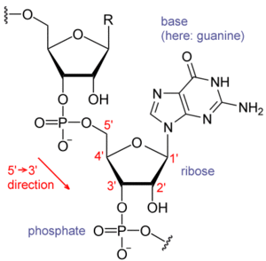 RNA chemical structure.GIF