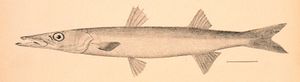 Drawing of long, thin fish with two matching pairs of top and bottom fins