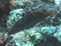 Pearl wrasse, Anampses cuvieri, هاوائي