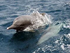 Indo-Pacific humpbacked dolphin off Khasab
