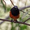 Black Redstart (Phoenicurus ochruros)- Male at Sultanpur I Picture1042.jpg
