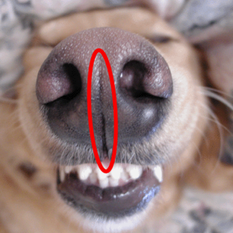 Dog philtrum.png