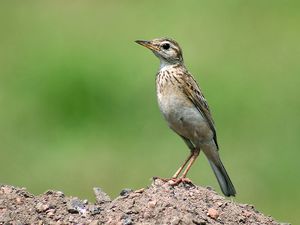 Paddyfield Pipit I4-Kolkata IMG 2109.jpg