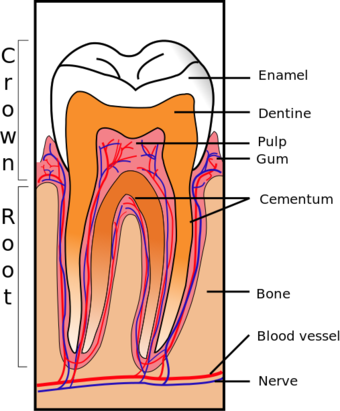 Tooth Section.svg