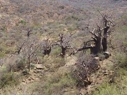 Baobabs en Tigray, norte de Etiopía