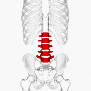 Same as the left. Bones around the lumbar vertebrae are shown as semi-transparent.