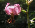 Lilium martagon (flower and subtending bract)