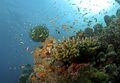 The coral reef at Havelock in Andaman