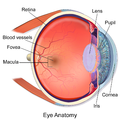 رسم توضيحي يوضح الهياكل الرئيسية للعين بما في ذلك النقرة