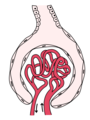 Glomerulus is red; Bowman's capsule is white.