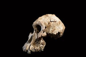 A near-complete skull of the species Australopithecus anamensis was discovered in Ethiopia in 2016.jpg