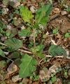 Boerhavia erecta in Hyderabad, India.