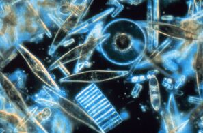 Diatoms are a major algae group generating about 20% of world oxygen production.[26]