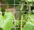 A string lattice helps cucumber vines grow to the sun.