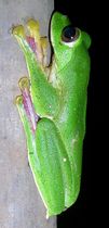 Malabar gliding frog is endemic to Western Ghats