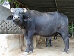 Water buffalo bull, near Mehsana, Gujarat, India, 3.jpg