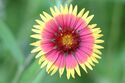 Firewheel or Indian Blanket with a Spider at the back.jpg