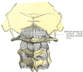 Posterior atlanto-occipital membrane and atlantoaxial ligament.