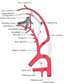 Diagram showing the origins of the main branches of the carotid arteries.