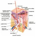 Cross-section of all human skin layers.