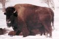 Bison showing heavy winter coat, Alberta