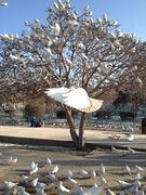 White pigeons in the Blue Mosque's courtyard.