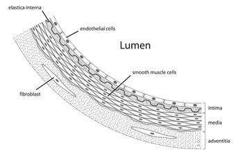 Endothelial cell.jpg