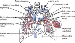 2119 Pulmonary Circuit.jpg