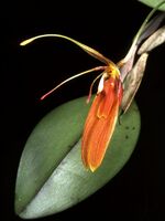 Restrepia cuprea Orchi 01.jpg