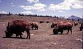 Bison feeding, Alberta