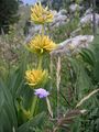 Gentiana lutea (fascicles)