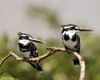Ceryle rudis -Ranganathittu Bird Sanctuary, Karnataka, India -pair-8-2c.jpg