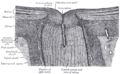 The terminal portion of the optic nerve and its entrance into the eyeball, in horizontal section.