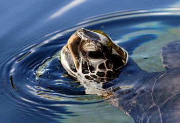 A green sea turtle at Maui